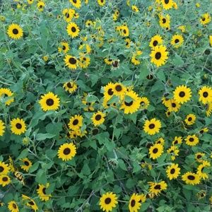 Meet your Posher, Jo